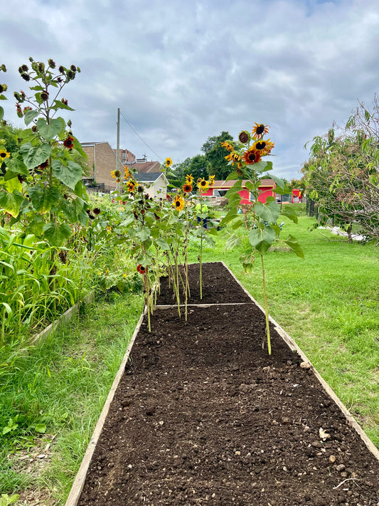 "How East Capitol Farm is Leading the Charge in Urban Agriculture!"